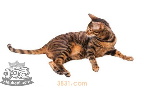 怎么训练玩具虎猫抓老鼠 玩具虎猫抓老鼠训练(图1)