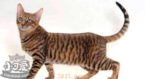玩具虎猫怕人怎么办 黏人猫咪养成法(图1)