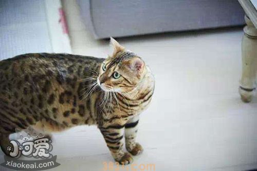 怎么训练玩具虎猫用马桶 玩具虎猫马桶使用训练(图1)
