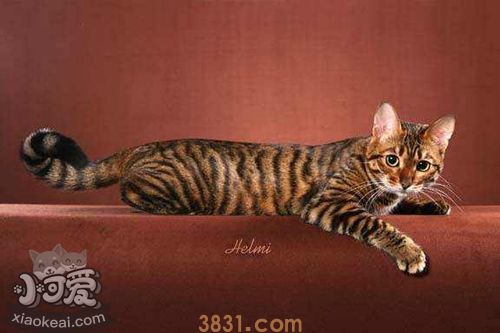 玩具虎猫怎么护理 玩具虎猫身体护理方法(图1)