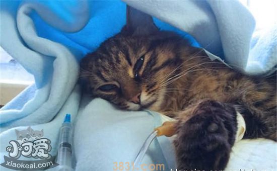 猫杯状病毒怎么治疗 猫杯状病毒治疗方法(图1)