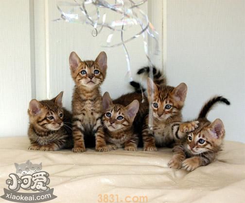 玩具虎猫怎么剪指甲 玩具虎猫指甲修剪周期(图1)