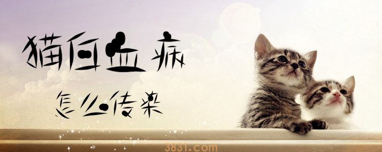猫白血病怎么传染(图1)