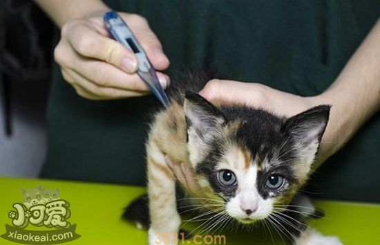 怎么给猫量体温 猫咪量体温方法(图1)
