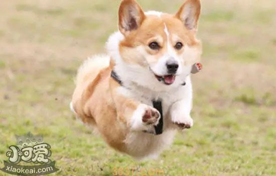 柯基幼犬应该如何喂养 应该注意哪些问题(图2)