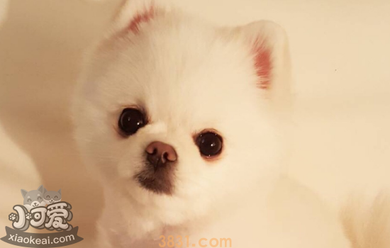 博美幼犬怎么选 这几个方面要注意(图1)