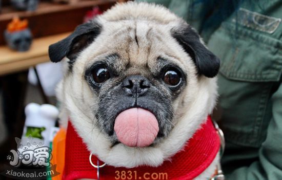 法国斗牛犬怎么看纯不纯 六招练就火眼金睛(图2)