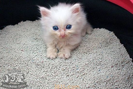 猫砂多久换一次 猫砂更换时间及方法(图1)