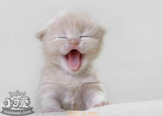 小奶猫不吃东西怎么办(图1)