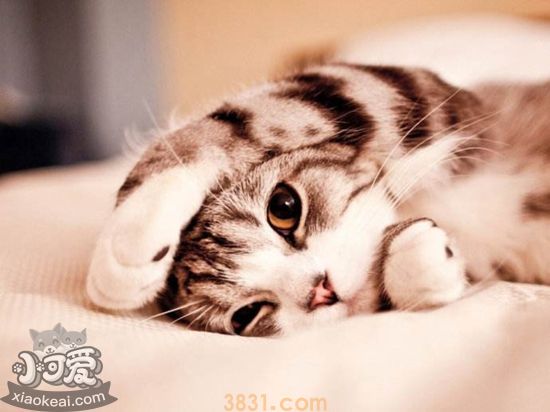 小猫拉稀怎么办 幼猫拉肚子可以治吗(图1)