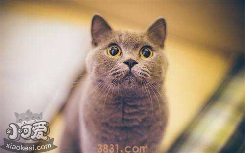 猫咪咳嗽怎么办 猫咪咳嗽治疗方法(图1)