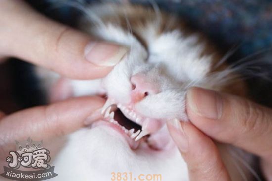 猫咪牙齿如何护理 猫咪牙齿护理教程(图1)