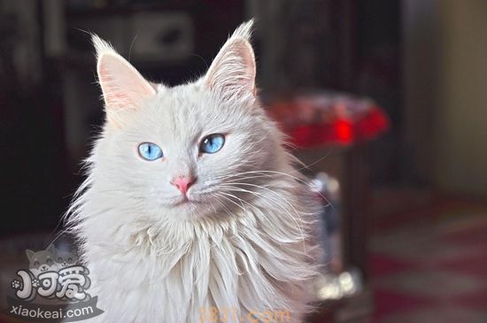 猫咪耳朵怎么清理 猫咪耳朵清洁方法(图1)