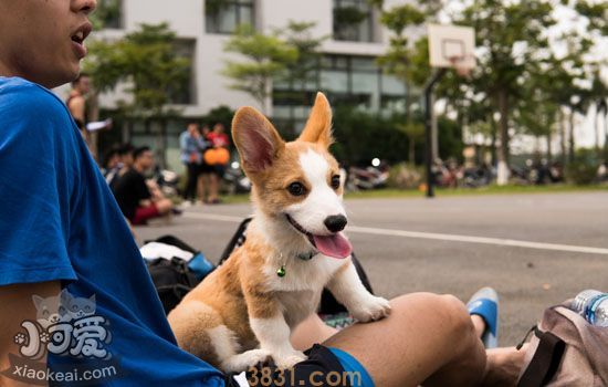 柯基拉屎多怎么办  柯基大便如何才算健康(图2)