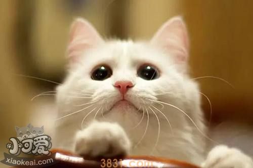 猫咪鼻炎如何治疗 猫咪鼻炎治疗方法(图1)
