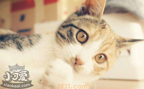 猫咪鼻炎有什么症状 猫咪鼻炎症状介绍(图1)