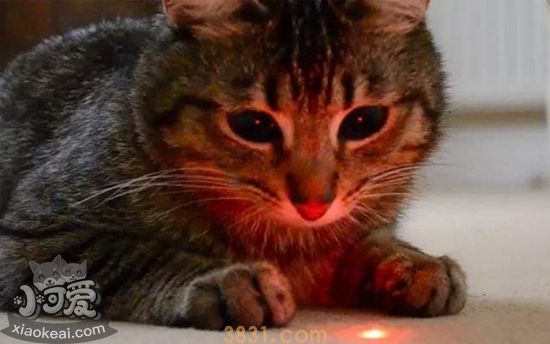 猫为什么喜欢激光笔 激光笔逗猫注意事项(图1)