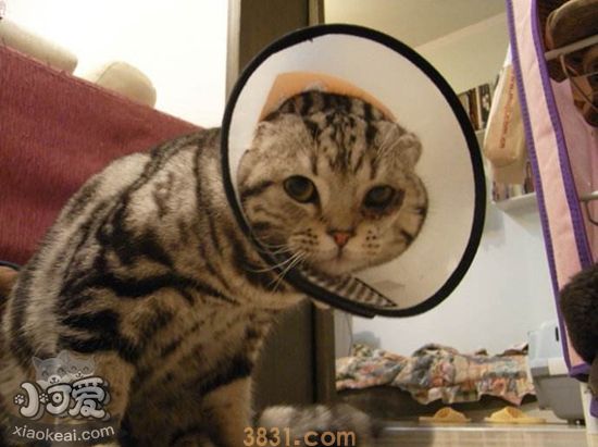 猫咪多大可以驱虫 猫咪驱虫时间介绍(图1)