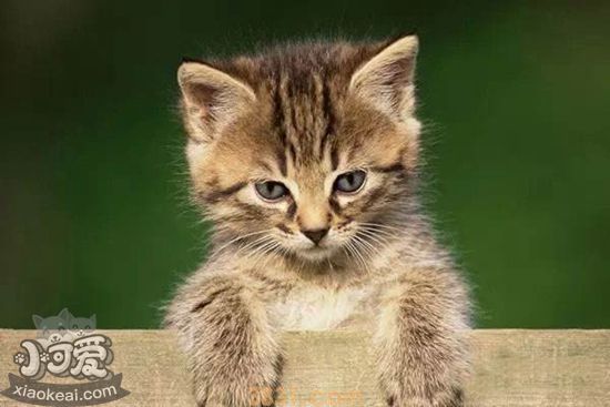 怎样治疗猫等孢球虫病 猫等孢球虫病治疗方法(图1)
