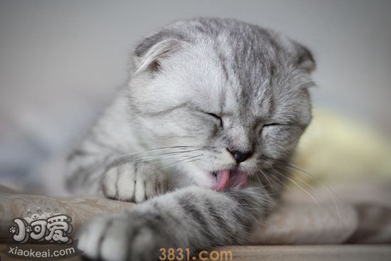 如何预防折耳猫流产 苏格兰折耳猫流产预防方法(图1)