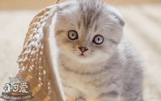 苏格兰折耳猫绝育后怎么护理 折耳猫绝育护理要点(图1)