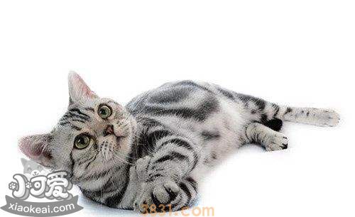 猫怀孕几个月生产 猫咪怀孕时间(图1)