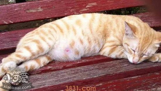猫咪生产前兆有哪些 猫咪生产前兆详解(图1)