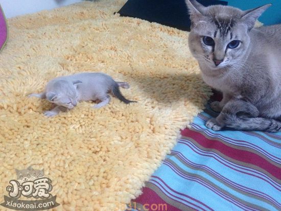 猫咪产后抑郁有什么症状 猫咪产后抑郁症状介绍(图1)