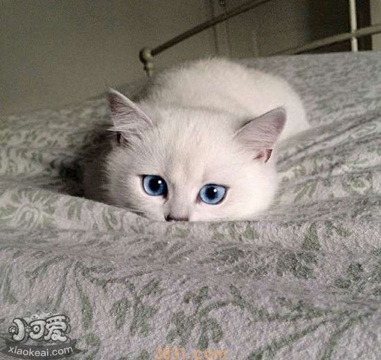 猫咪角膜炎用什么药 猫咪角膜炎用药介绍(图1)