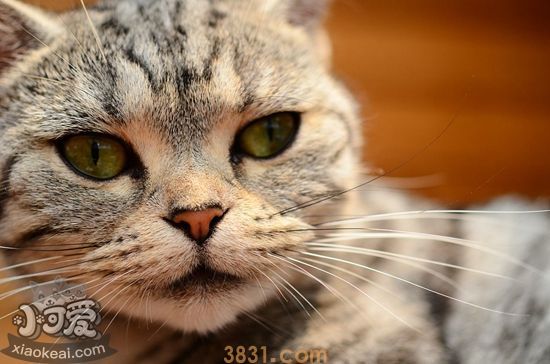 猫蠕形螨怎么治疗 猫蠕形螨治疗方法(图1)