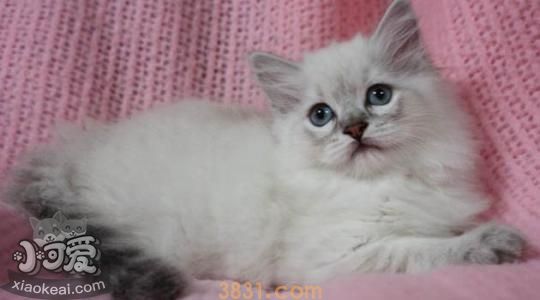 褴褛猫生产前要准备哪些东西(图1)