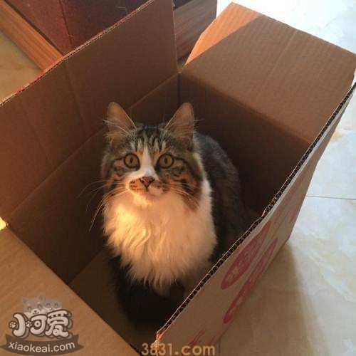 褴褛猫假孕是怎么回事 褴褛猫假孕原因分析(图1)