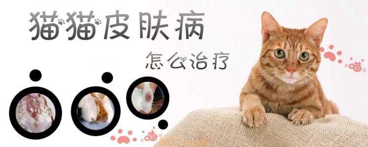 猫猫皮肤病怎么治疗(图1)