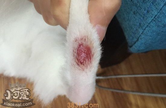 猫猫皮肤病怎么治疗(图4)
