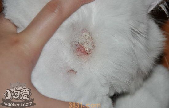 猫猫皮肤病怎么治疗(图6)