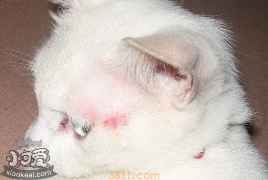猫猫皮肤病怎么治疗(图5)