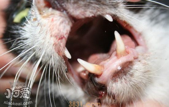 猫猫皮肤病怎么治疗(图7)