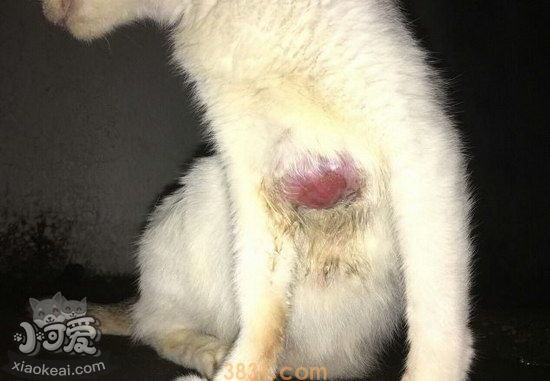 猫猫皮肤病怎么治疗(图8)