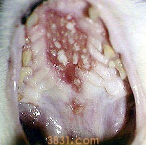 猫猫皮肤病怎么治疗(图11)