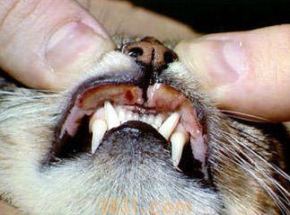 猫猫皮肤病怎么治疗(图9)