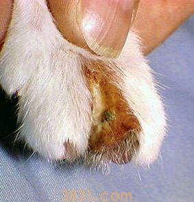 猫猫皮肤病怎么治疗(图12)