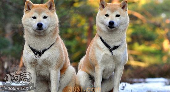 比较出名的四种狗狗 你家狗狗榜上有名吗(图2)
