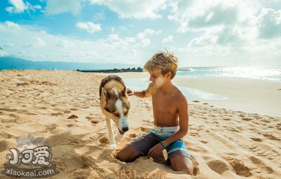 美国可卡犬性格好不好 美国可卡犬性格分析(图1)