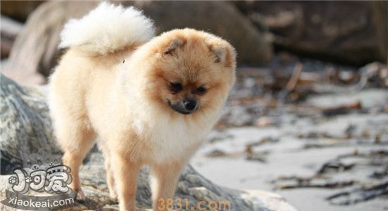 博美有哪些缺点 看完还想养那就是真爱了(图1)