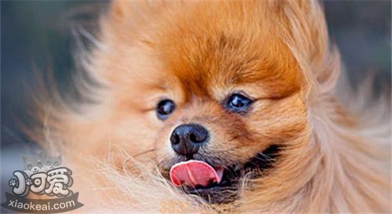 好看的超小型犬有什么 这三种绝对可爱到爆炸(图2)