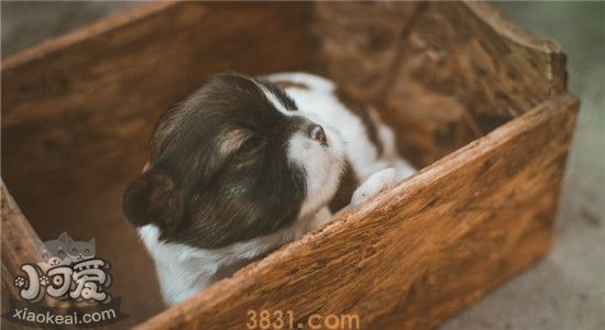 好看的超小型犬有什么 这三种绝对可爱到爆炸(图3)