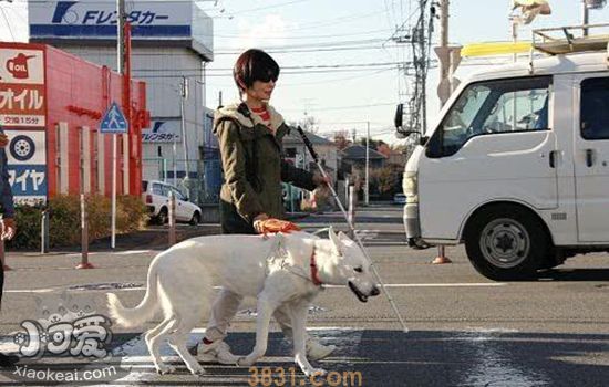 狗的用途种类有哪些 用途犬介绍(图1)