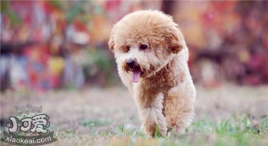 如何挑选贵宾犬 看着几点就知道了(图1)
