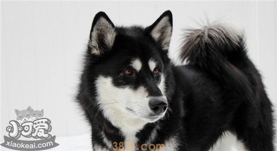 适合家庭饲养的大型犬有什么 这六种狗狗一定不会让你失望(图2)