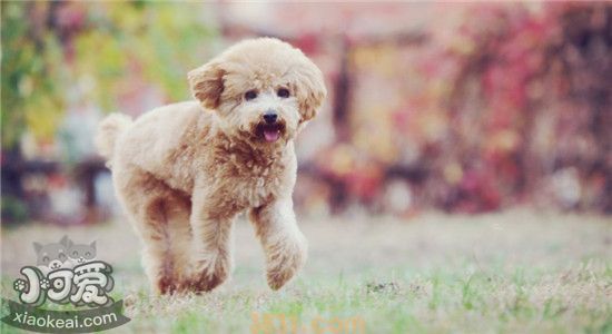 如何挑选贵宾犬 看着几点就知道了(图2)